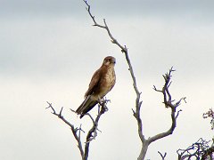 6797_Brown_Falcon
