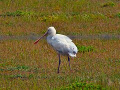 6803_Yellow-billed_Spoonbill
