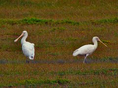 6806_Yellow-billed_Spoonbills
