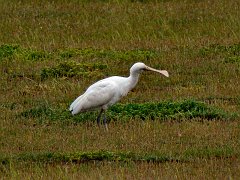 6809_Yellow-billed_Spoonbill