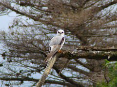 6813_Black-shouldered_Kite