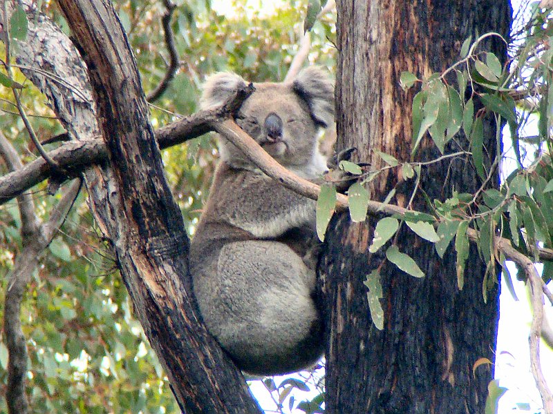 6867_Koala.JPG