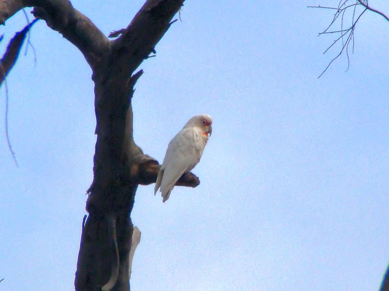 6876_Long-billed_Corella.JPG