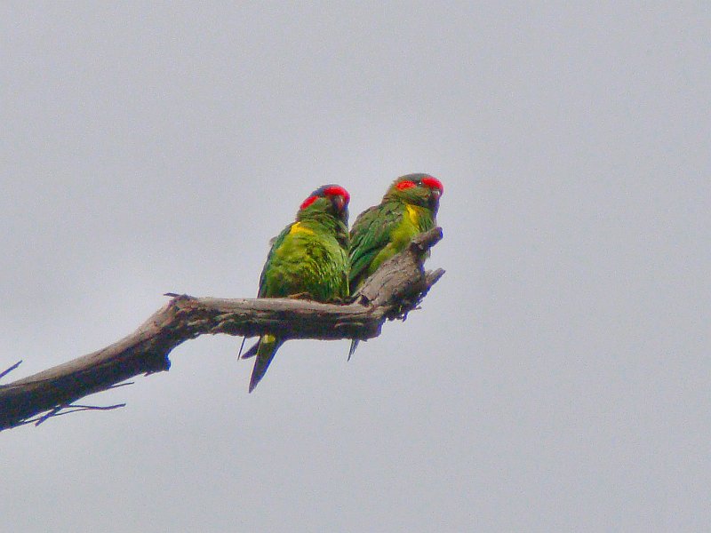 6892_Musk_Lorikeets.JPG