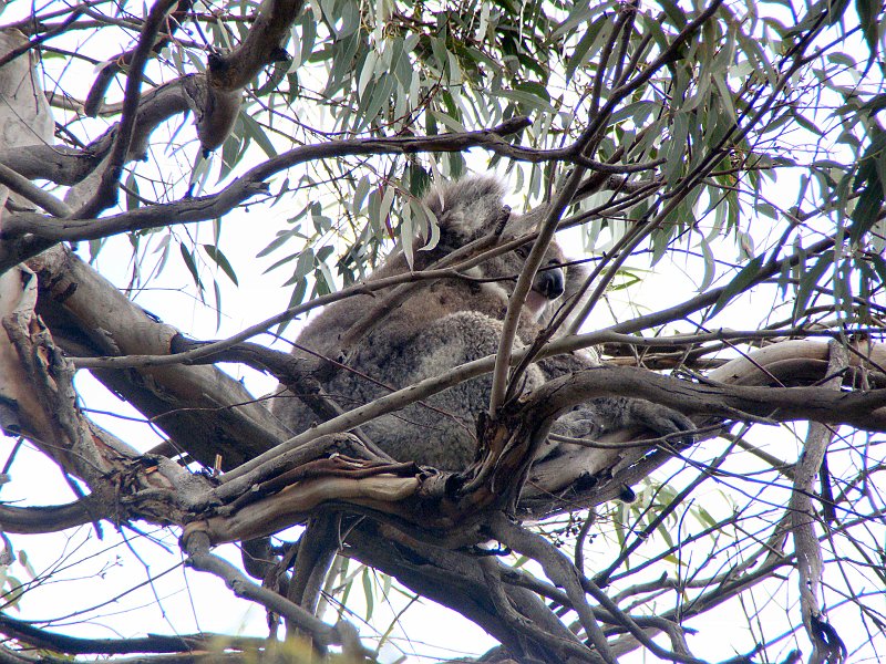 6896_Another_Koala.JPG