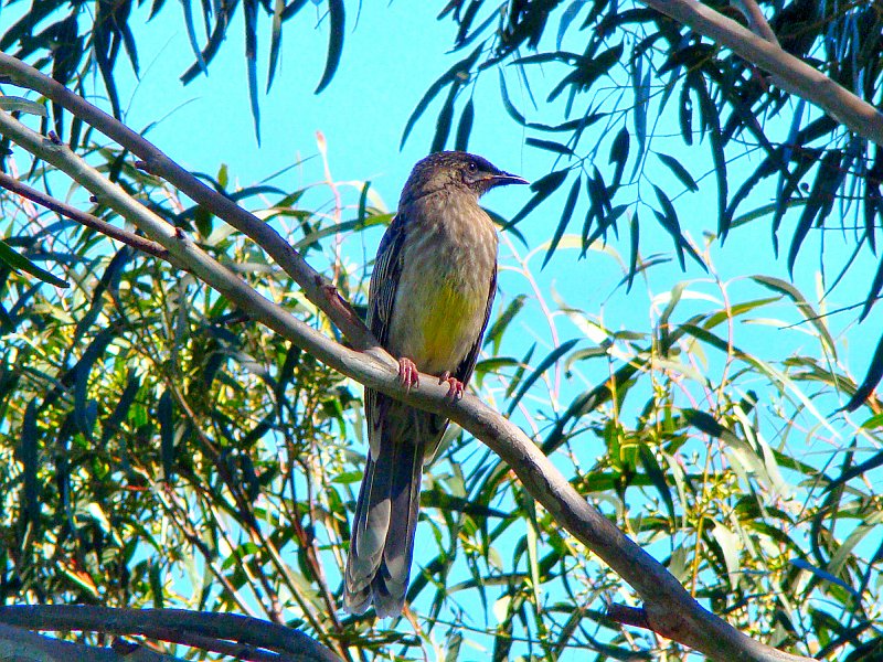 6922_Red_Wattlebird.JPG