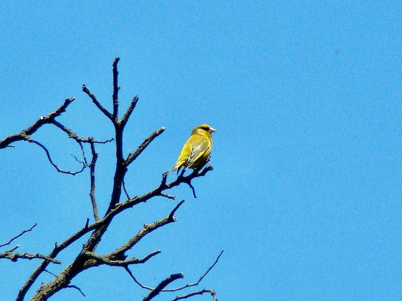 6959_European_Greenfinch.JPG