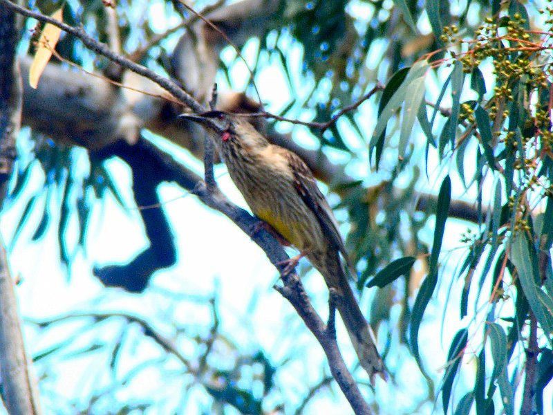 6962_Red_Wattlebird_showing_wattle.JPG