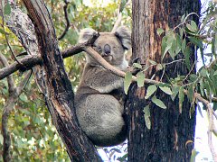 6867_Koala