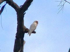 6876_Long-billed_Corella