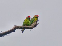 6892_Musk_Lorikeets