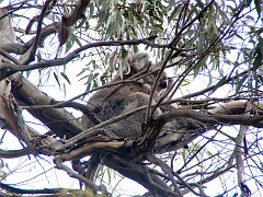 6896_Another_Koala