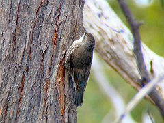 6905_White-throated_Treecreeper