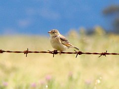 6915_Singing_Bushlark
