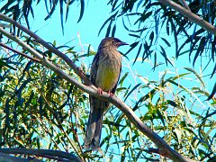 6922_Red_Wattlebird