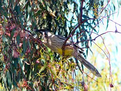 6939_Red_Wattlebird