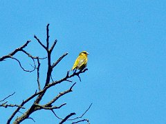 6959_European_Greenfinch