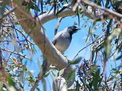 6961_Black-faced_Cuckoo-shrike