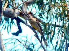 6962_Red_Wattlebird_showing_wattle