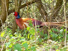 2110_Male_Pheasant