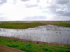 2113_Minsmere_The_Scrape