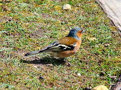 2118_Male_Chaffinch