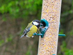 2122_Great_Tit