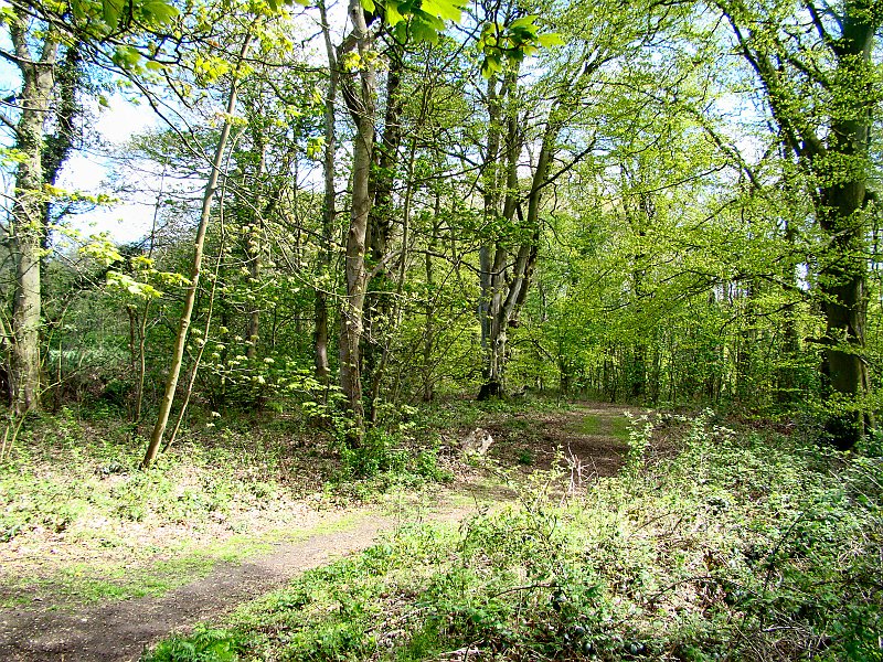 2345_Woodland.JPG