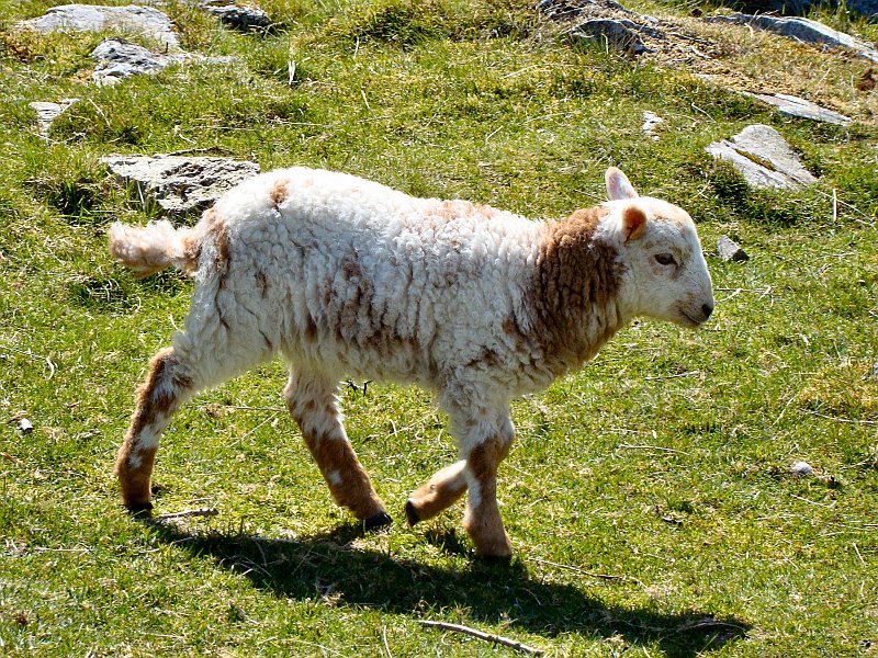 2518_Lamb.JPG