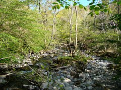2504_Coedydd_Aber_reserve