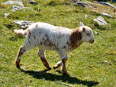 2518_Lamb