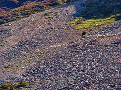 2520_Sheep_on_the_hillside