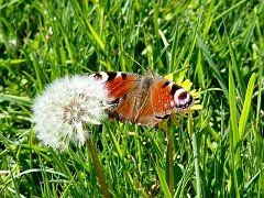 2527_Peacock_butterfly
