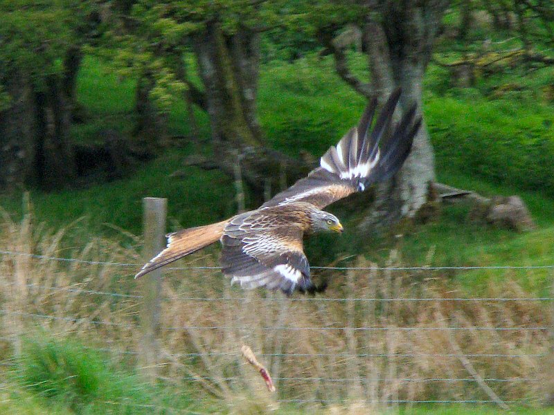 2605_Red_Kite.JPG