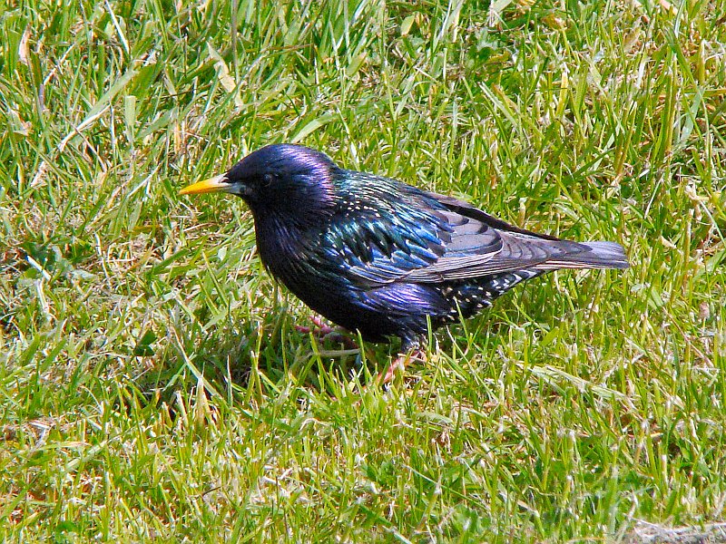 2720_Starling.JPG