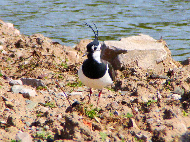 2735_Lapwing.JPG