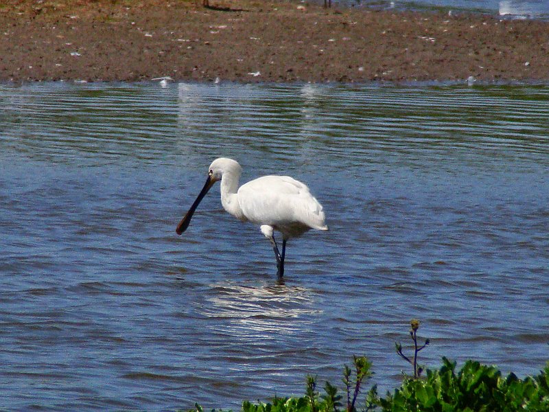 2822_Spoonbill.JPG