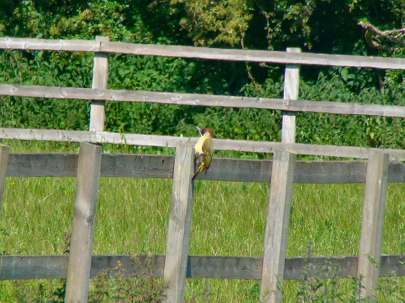 3667_Green_Woodpecker.JPG