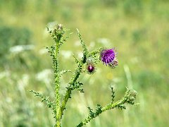 3663_Thistle