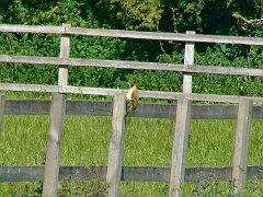 3667_Green_Woodpecker