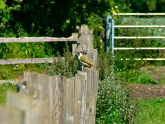 3688_Green_Woodpecker